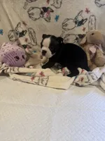 Rose, a female Boston Terrier for sale in Stanley, VA – 3 of 4