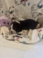 Willie, a male Boston Terrier for sale in Stanley, VA – 2 of 4