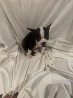 Prince , a male Boston Terrier for sale in Stanley, VA – 2 of 2
