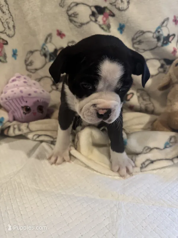 Sonny – Boston Terrier puppy for sale in Stanley, VA