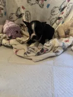 Tuff, a male Boston Terrier for sale in Stanley, VA – 2 of 3