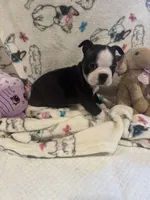Rose, a female Boston Terrier for sale in Stanley, VA – 4 of 4