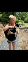 Willie, a male Boston Terrier for sale in Stanley, VA – 5 of 5