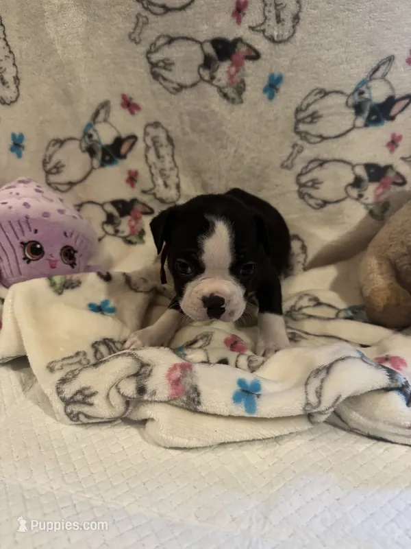 Willie – Boston Terrier puppy for sale in Stanley, VA