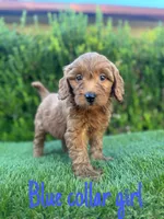 Molly, a female Miniature Goldendoodle for sale in Bakersfield, CA – 4 of 5