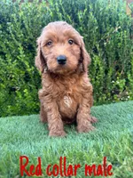 Rex , a male Miniature Goldendoodle for sale in Bakersfield, CA – 4 of 4