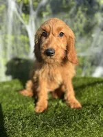 Mia, a female Miniature Goldendoodle for sale in Bakersfield, CA – 2 of 6
