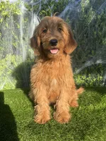 Luna , a female Miniature Goldendoodle for sale in Bakersfield, CA – 2 of 6