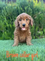 Milly , a female Miniature Goldendoodle for sale in Bakersfield, CA – 2 of 4