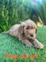 Grace, a female Miniature Goldendoodle for sale in Bakersfield, CA – 4 of 4