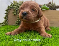 Maxx, a male Miniature Goldendoodle for sale in Bakersfield, CA – 1 of 3