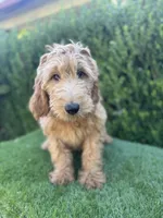 Max, a male Goldendoodle for sale in Bakersfield, CA – 3 of 9