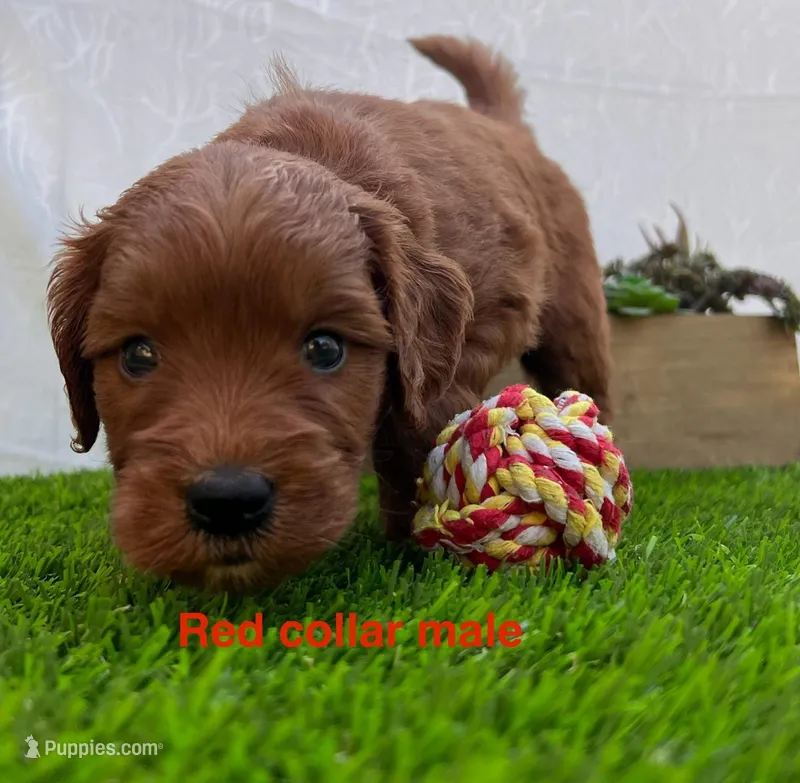 Milo – Miniature Goldendoodle puppy for sale in Bakersfield, CA