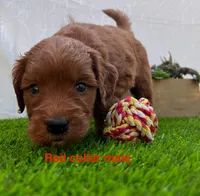 Milo, a male Miniature Goldendoodle for sale in Bakersfield, CA – 1 of 3