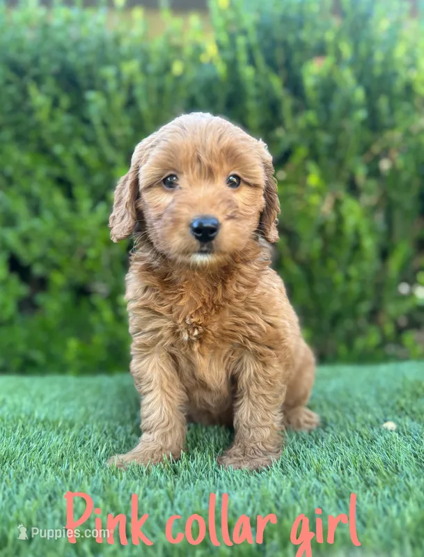 Luna  – Miniature Goldendoodle puppy for sale in Bakersfield, CA