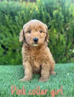Luna , a female Miniature Goldendoodle for sale in Bakersfield, CA – 1 of 4