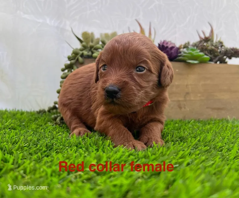 Milly  – Miniature Goldendoodle puppy for sale in Bakersfield, CA