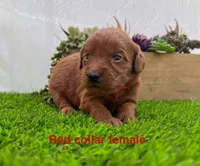 Milly , a female Miniature Goldendoodle for sale in Bakersfield, CA – 1 of 3