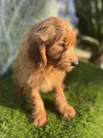 Roxy , a female Miniature Goldendoodle for sale in Bakersfield, CA – 2 of 6