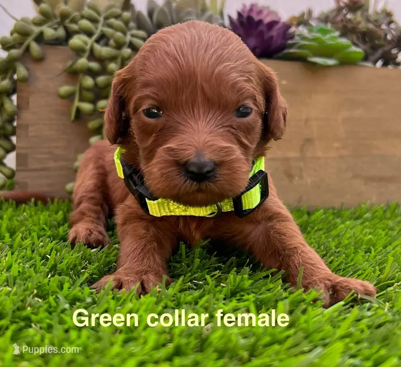 Molly – Miniature Goldendoodle puppy for sale in Bakersfield, CA