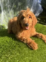 Grace , a female Miniature Goldendoodle for sale in Bakersfield, CA – 5 of 6