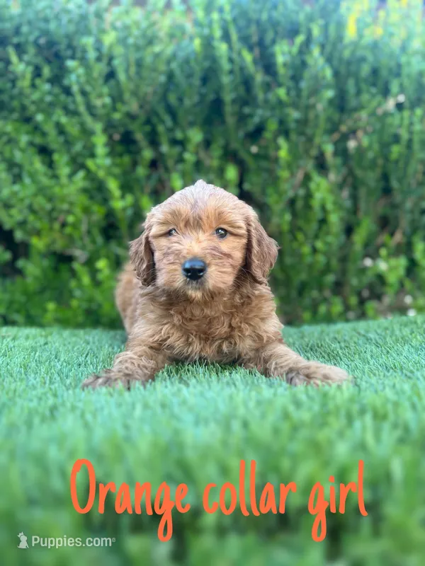 Grace – Miniature Goldendoodle puppy for sale in Bakersfield, CA