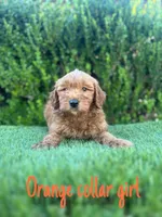 Grace, a female Miniature Goldendoodle for sale in Bakersfield, CA – 1 of 4