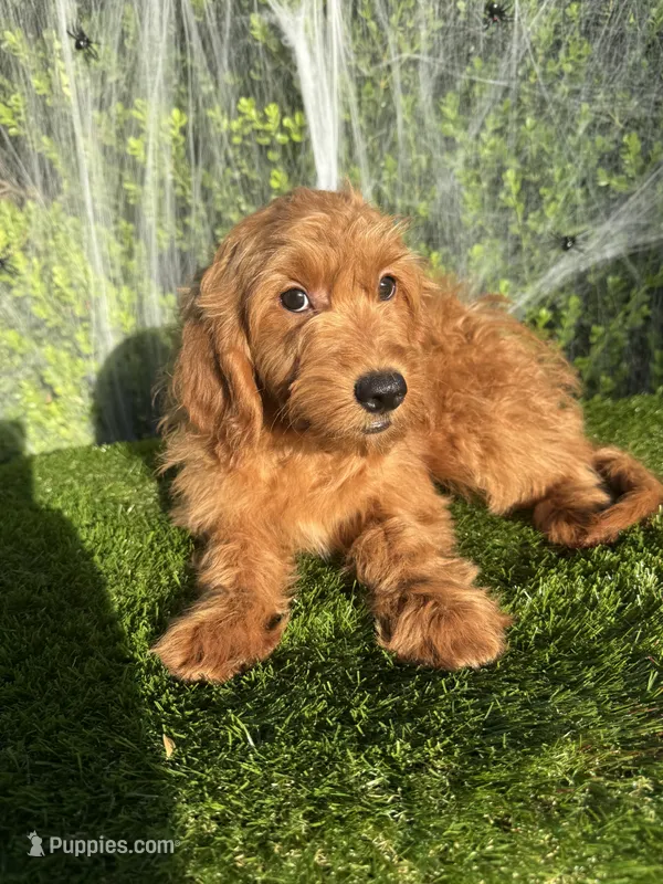 Roxy  – Miniature Goldendoodle puppy for sale in Bakersfield, CA