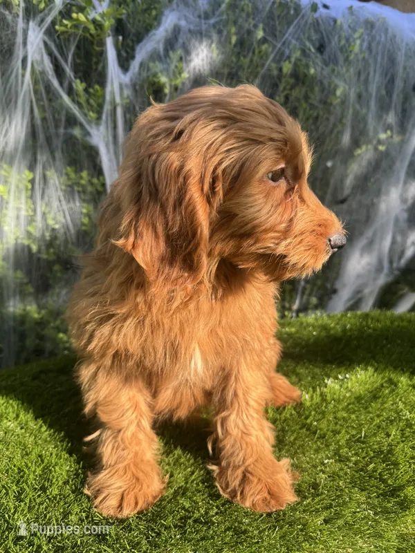 Luna  – Miniature Goldendoodle puppy for sale in Bakersfield, CA