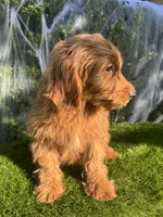 Luna , a female Miniature Goldendoodle for sale in Bakersfield, CA – 1 of 6