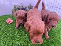 Rex , a male Miniature Goldendoodle for sale in Bakersfield, CA – 2 of 2