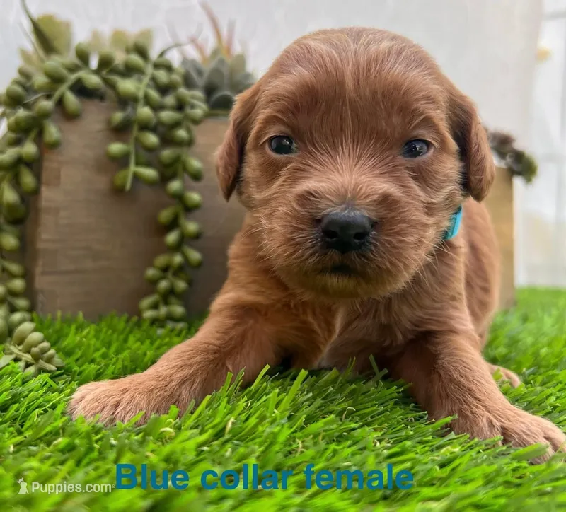 Luna  – Miniature Goldendoodle puppy for sale in Bakersfield, CA