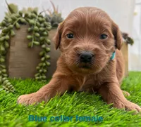 Luna , a female Miniature Goldendoodle for sale in Bakersfield, CA – 1 of 4