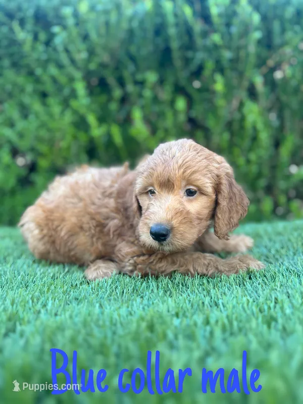 Milo – Miniature Goldendoodle puppy for sale in Bakersfield, CA