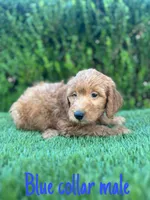 Milo, a male Miniature Goldendoodle for sale in Bakersfield, CA – 1 of 5