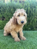 Max, a male Goldendoodle for sale in Bakersfield, CA – 8 of 9