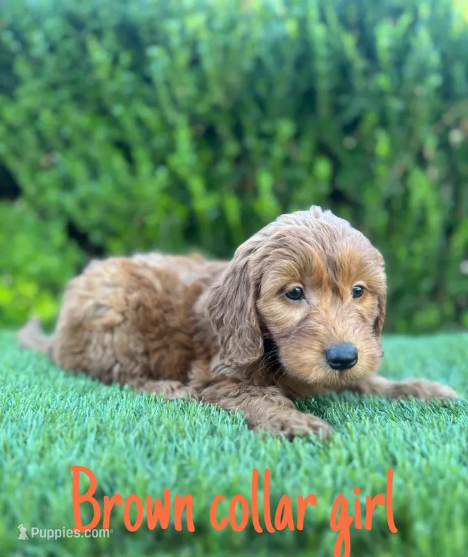 Milly  – Miniature Goldendoodle puppy for sale in Bakersfield, CA