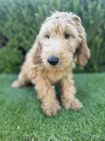 Max, a male Goldendoodle for sale in Bakersfield, CA – 9 of 9