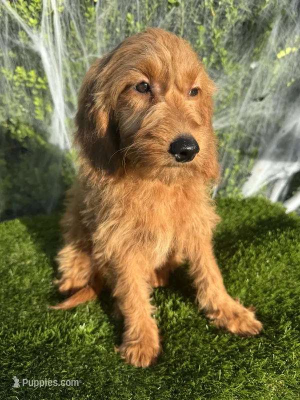 Mia – Miniature Goldendoodle puppy for sale in Bakersfield, CA