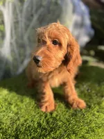 Roxy , a female Miniature Goldendoodle for sale in Bakersfield, CA – 3 of 6