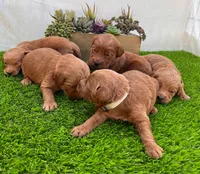 Molly, a female Miniature Goldendoodle for sale in Bakersfield, CA – 4 of 4