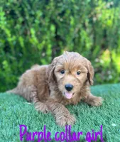 Mia , a female Miniature Goldendoodle for sale in Bakersfield, CA – 3 of 4