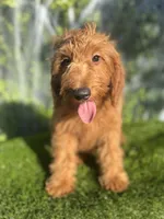 Grace , a female Miniature Goldendoodle for sale in Bakersfield, CA – 2 of 6