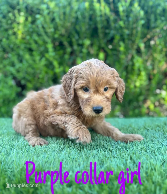 Mia  – Miniature Goldendoodle puppy for sale in Bakersfield, CA