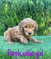 Mia , a female Miniature Goldendoodle for sale in Bakersfield, CA – 1 of 4