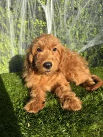 Roxy , a female Miniature Goldendoodle for sale in Bakersfield, CA – 6 of 6