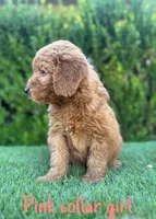 Luna , a female Miniature Goldendoodle for sale in Bakersfield, CA – 4 of 4