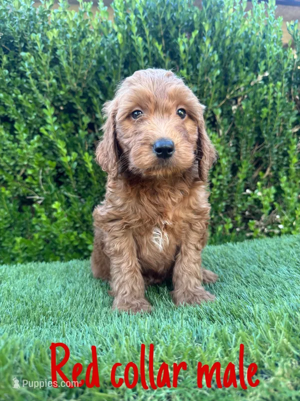 Rex  – Miniature Goldendoodle puppy for sale in Bakersfield, CA