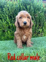 Rex , a male Miniature Goldendoodle for sale in Bakersfield, CA – 1 of 4