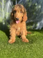 Luna , a female Miniature Goldendoodle for sale in Bakersfield, CA – 3 of 6
